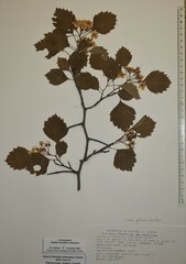 Crataegus chrysocarpa phoeniceoides