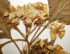 Crataegus chrysocarpa phoeniceoides