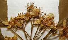 Crataegus chrysocarpa phoeniceoides