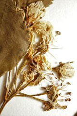 Crataegus chrysocarpa phoeniceoides