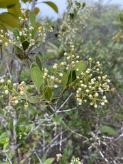 Myrcia guianensis