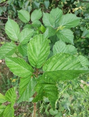 Rubus fruticosus