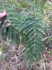 Enterolobium contortisiliquum