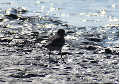 Pluvialis squatarola