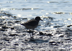 Pluvialis squatarola