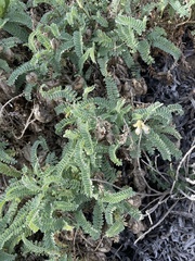 Galegeae