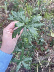 Quercus hemisphaerica