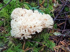 Ramaria caulifloriformis