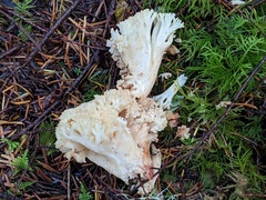 Ramaria caulifloriformis