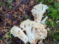 Ramaria caulifloriformis