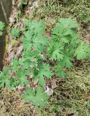 Geranium pusillum
