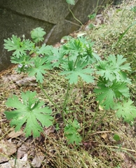 Geranium pusillum