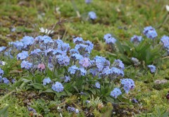 Myosotis alpestris
