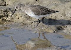 Calidris alpina