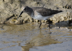 Calidris alpina