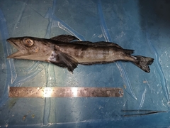 Champsocephalus gunnari