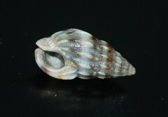 Nassarius exilis