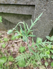 Papaver dubium