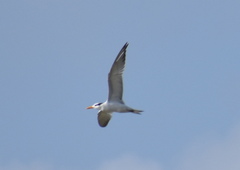 Thalasseus maximus