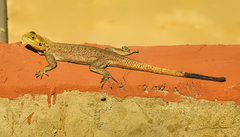 Agama agama