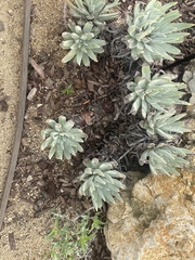 Dudleya virens