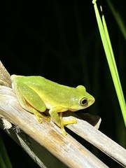 Hyperolius tuberilinguis