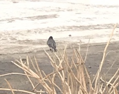 Junco hyemalis