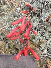 Penstemon centranthifolius