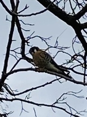 Falco sparverius sparverius