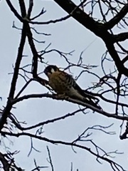 Falco sparverius sparverius