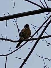 Falco sparverius sparverius