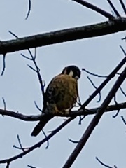 Falco sparverius sparverius
