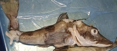 Blackfin Icefish photo 5