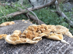 Trametes polyzona