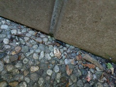 Platydracus fulvipes