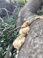 Trametes polyzona