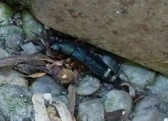 Platydracus fulvipes