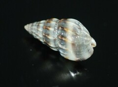 Nassarius exilis