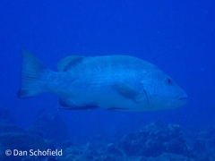 Lutjanus cyanopterus