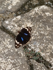 Junonia oenone oenone