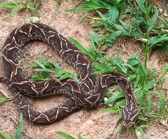 Bothrops alternatus
