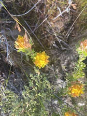 Aspalathus aspalathoides