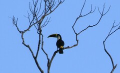 Ramphastos tucanus