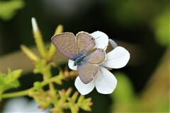Leptotes pirithous