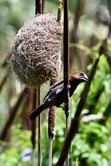 Amblyospiza albifrons