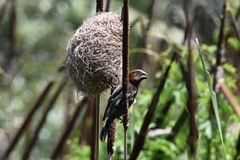 Amblyospiza albifrons