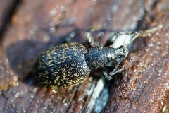 Otiorhynchus aurifer