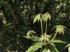 Actinodaphne hookeri