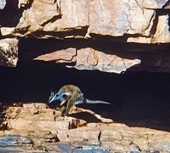 Petrogale lateralis