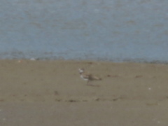Charadrius semipalmatus